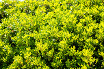 Macchia mediterranea