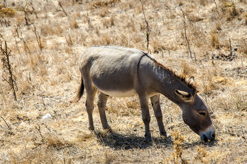 Asinelli all'Asinara