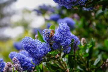Close up of a bee on a Californian Lilac 