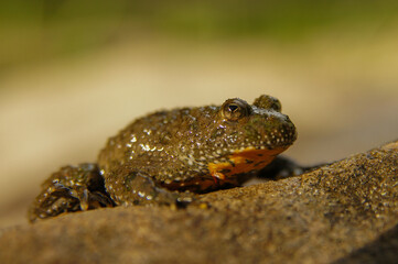 Yellow-Bellied Toad on the rock (Bombina variegata), Bieszczady Mountains, Carpathians, Poland.