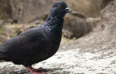One Pigeon in the rocks of unakoti, tripura