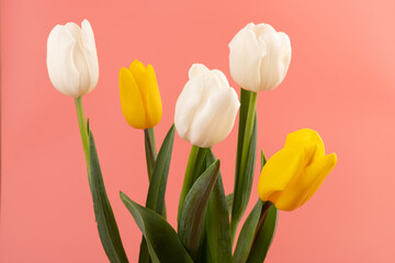 Bouquet of white and yellow tulips with space for greeting message. Mother's Day and spring background concept.