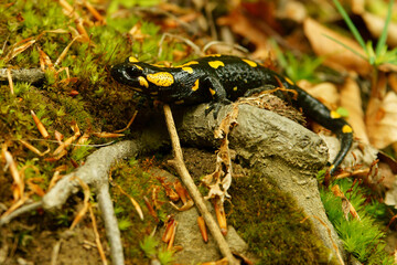 Fire Salamander on the rock, Salamandra salamandra.