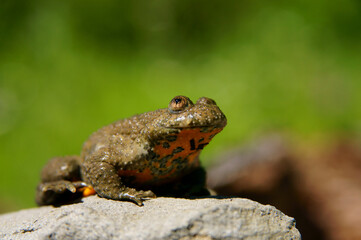 Yellow-Bellied Toad on the rock (Bombina variegata), Bieszczady Mountains, Carpathians, Poland.