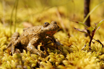 Yellow-Bellied Toad on the rock (Bombina variegata), Bieszczady Mountains, Carpathians, Poland.