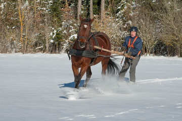 Skioring, winter sports with horse. A man stands on skis and lets himself be dragged by his horse...