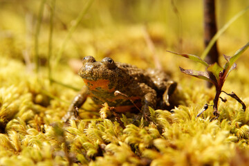 Yellow-Bellied Toad on the rock (Bombina variegata), Bieszczady Mountains, Carpathians, Poland.