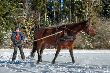 Skioring, winter sports with horse. A man stands on skis and lets himself be dragged by his horse...