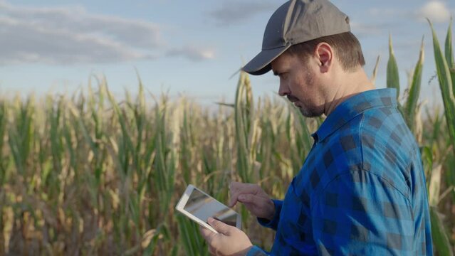 Farmer, businessman in corn field, works uses tablet computer. Male farmer with digital tablet works in corn field. Agricultural business concept. Growing food. Harvest in field in autumn. Farm field