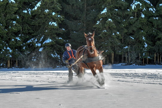 Full speed through the snow. A man on skis is pulled by his through the snow at full gallop  Skijoring is a winter sport, which has its roots in Scandinavia.