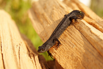 Great crested newt on the rock, Triturus cristatus, Bieszczady Mountains, Carpathians, Poland.