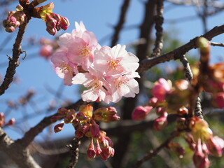 早咲きの桜