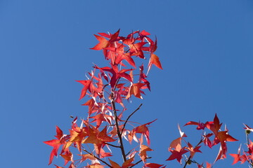 Ahorn (Acer ), Rotes Herbstlaub an einem Baum hängend,  Deutschland