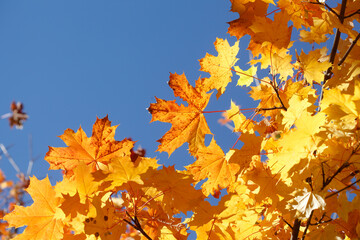 Ahorn (Acer ), Golgelbes Herbstlaub an einem Baum hängend,  Deutschland