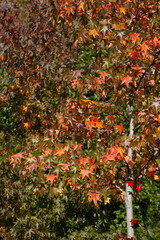 Ahorn (Acer ), Rotes Herbstlaub an einem Baum hängend,  Deutschland