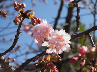 開花直後の桜