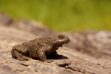 Yellow-Bellied Toad on the rock (Bombina variegata), Bieszczady Mountains, Carpathians, Poland.