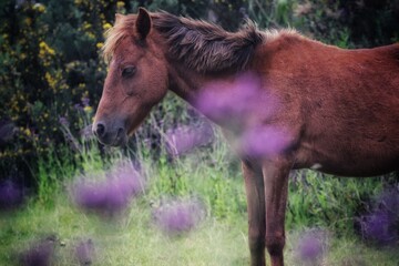 Fototapeta premium horse in the nature 