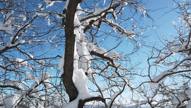 Branches of trees in the snow after a snowfall in the forest in winter. Beautiful sunny day and winter nature