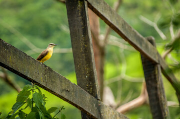 bird on a branch