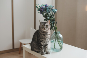Funny gray cat and a bouquet of blue and purple flowers in a vase on the table in a cozy sunny living room