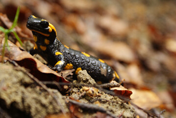 Fire Salamander on the rock, Salamandra salamandra.