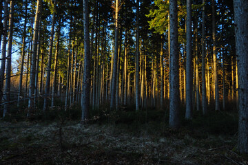 light-flooded forest near munich bavaria
