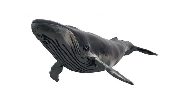 Swimming blue whale isolated on white background. Realistic 3d digital animation.