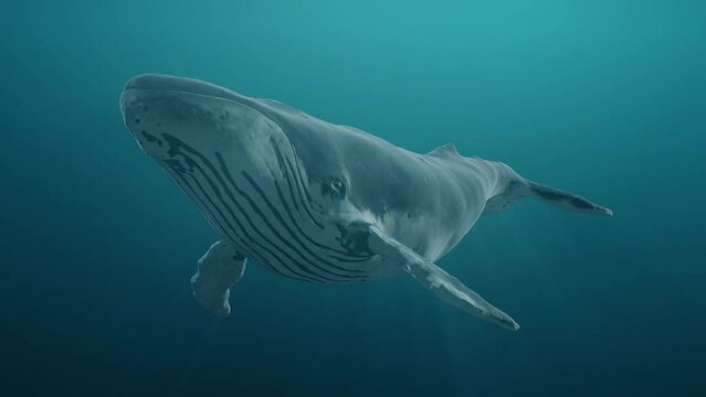 Swimming blue whale underwater in ocean or sea. Realistic 3d digital animation.