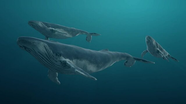 Group of swimming blue whales underwater in the ocean or sea. Realistic 3d digital animation.
