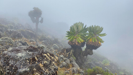 Dendrocrests in the high mountain steppes of Kilimanjaro. African unique plant. Mountain landscape.