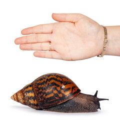 Adult size frican Giant Ghanese snail aka Giant African snail, Giant tiger land snail or Achatina...