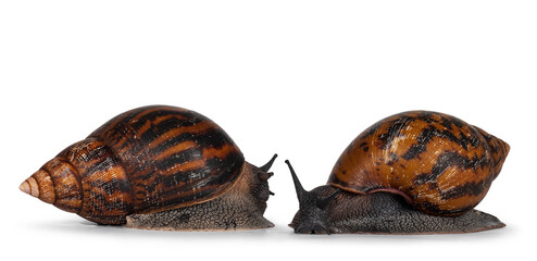 Two adult size frican Giant Ghanese snail aka Giant African snail, Giant tiger land snail or Achatina Achatina , moving towards camera. isolated on a white background.