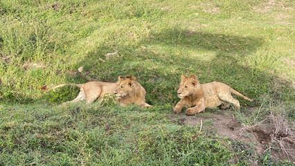Two young lions lie on the green grass in the Ngorongoro National Park and look intently somewhere. Long shot. Safari in Tanzania.