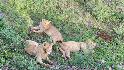 Three young lions lie on the green grass in the Ngorongoro National Park. Long shot. Safari in Tanzania.