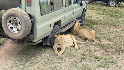 Two pregnant lionesses sit at the wheels of a safari jeep. Serengeti National Park. - obrazy, fototapety, plakaty