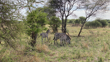 Naklejka premium Several zebras nibble grass in the green fields of the Serengeti National Park. Safari in Tanzania.