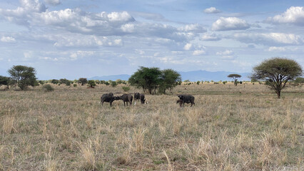 Fototapeta na wymiar A group of buffalo graze in the green fields of the Serengeti National Park. Safari in Tanzania.