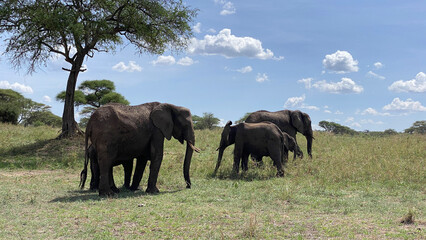 Obraz premium A family of several elephants grazes on a green field in the Serengeti National Park. Safari in Tanzania.