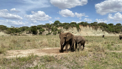 Obraz na płótnie Canvas An elephant mother and her baby elephant walk through a green field in the Serengeti National Park. Safari in Tanzania.