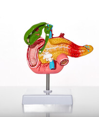 Anatomical model of human pancreas and gallbladder with pathologies and diseases for medical and...
