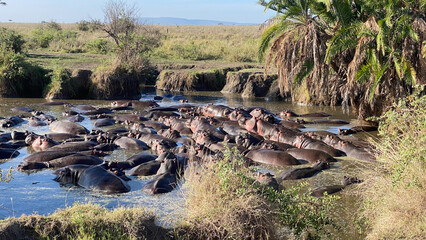 A large group of hippos splash in a lake in the Serengeti National Park. Long shot. - obrazy, fototapety, plakaty