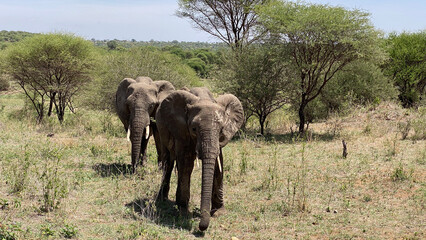 Fototapeta premium Safari in Tanzania. Two large elephants walk in the Serengeti National Park.