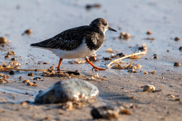Turnstone bird on Horsey Gap beach, north Norfolk. January 2022.