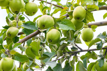 Lots of green apples on the tree. Summer and autumn background