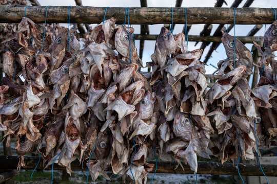  Fish hangs on drying frames in the fresh air on fish racks for the production of the dried codfish near Hafnarfjörður / Hafnarfjördur