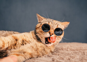 A ginger cat in stylish round sunglasses licks its lips while lying on a plaid.