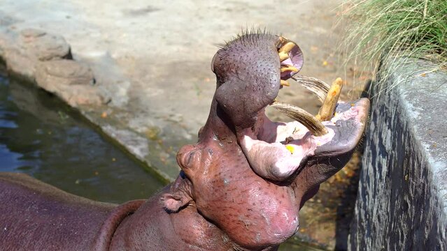 Man is Feeding Hippopotamus with bananas and raw pumpkin.