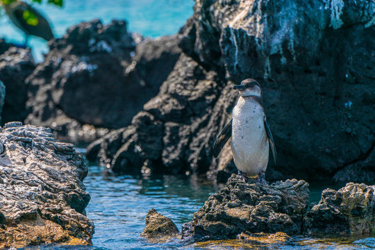 Penguin Sentinel of Galapagos
