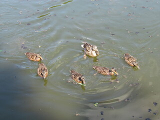 six ducks in pond